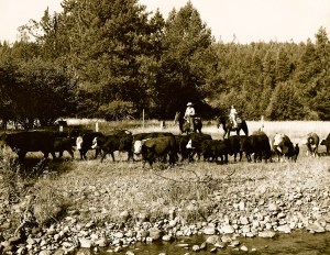 Dad and I Herding Cattle