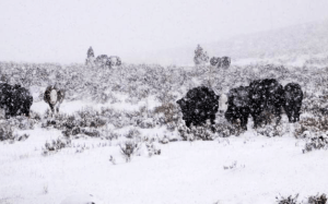 back-riding-in-the-mountains-for-stragglers