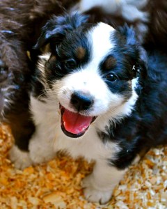 994250_655722517790577_1917850162_n